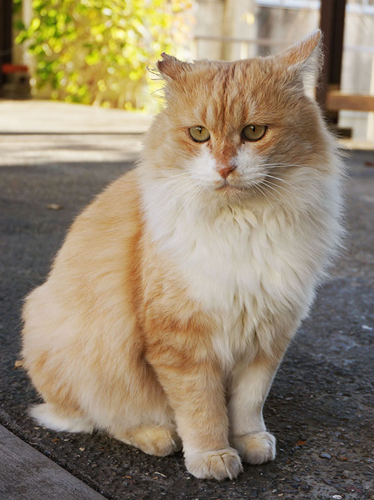 fukuneko