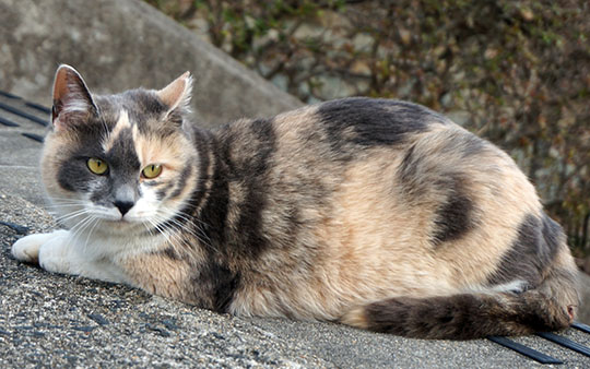 fukuneko